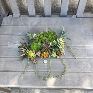 31 succulents mejai